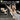 Dowinx レーシングゲーミングチェア LS-66D87C-01 ベージュ DOWINX.JP